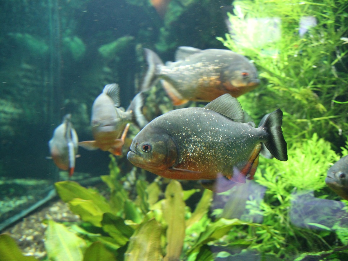 Vier Piranhas schwimmen in einem bepflanzten Aquarium.