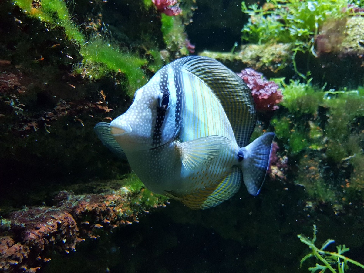 Ein blaugelber und gestreifter Fisch schwimmt im Aquarium vor Felsen und Algen