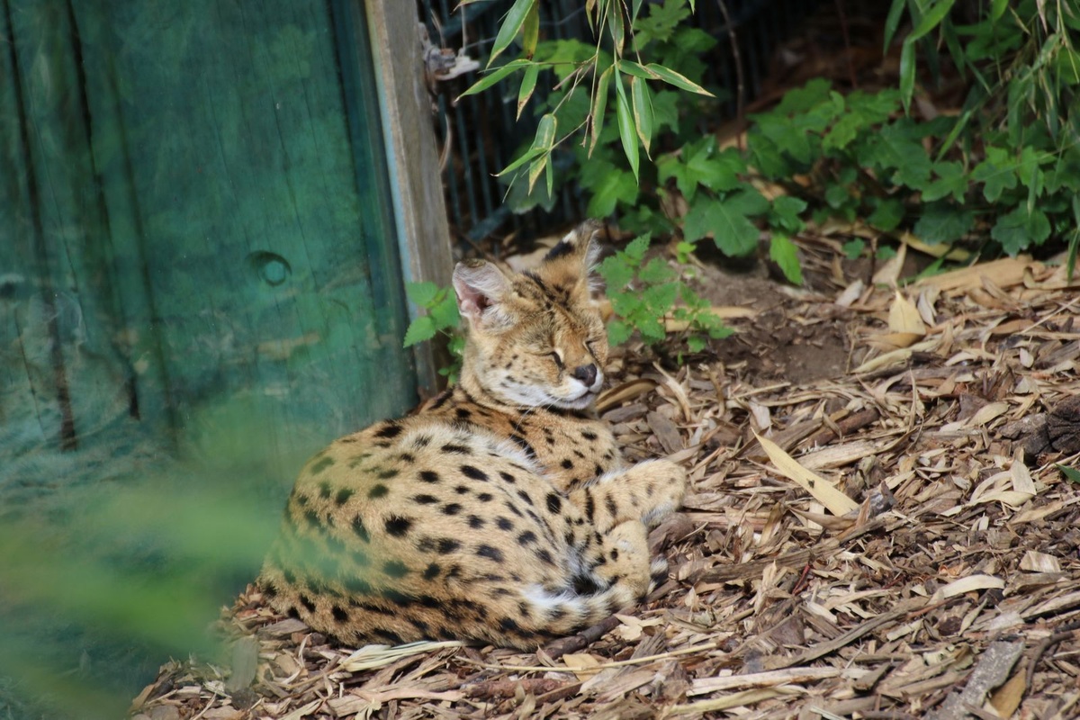 Der Serval hat seine Augen geschlossen. Er ruht auf einem Holzboden.