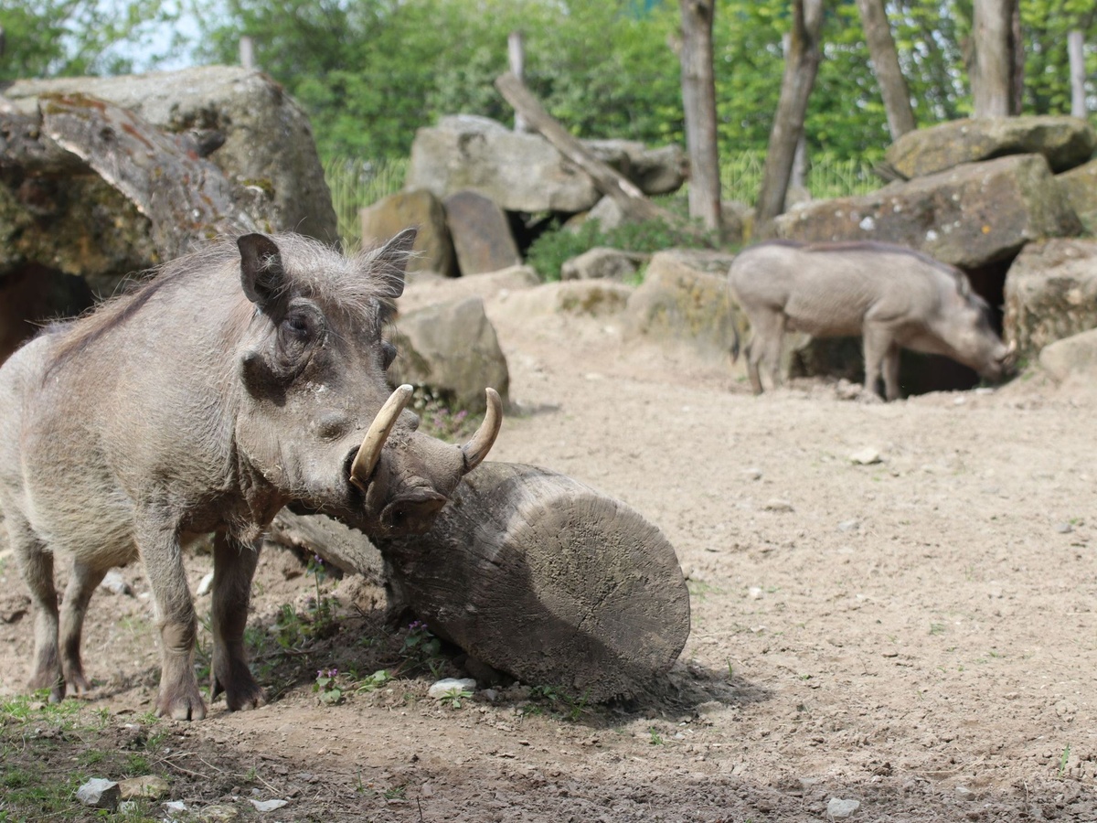Ein Warzenschwein steht neben einem Baumstamm. Hinten eines vor einer Höhle.
