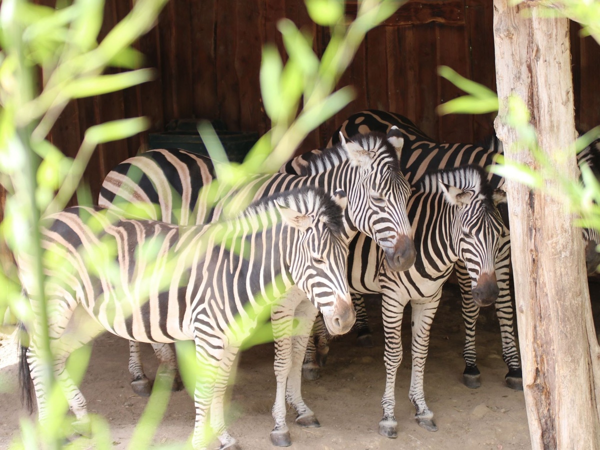 Mehrere Zebras stehen in einer Holzhütte mit geschlossenen Augen.