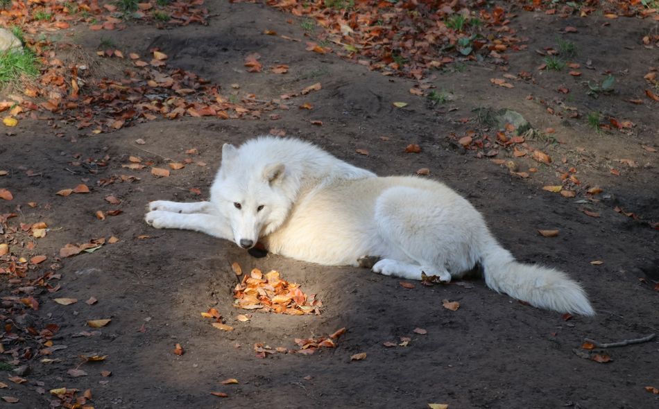 Ein weißer Wolf liegt auf dem Sandboden, der mit Herbstblättern bedeckt ist.
