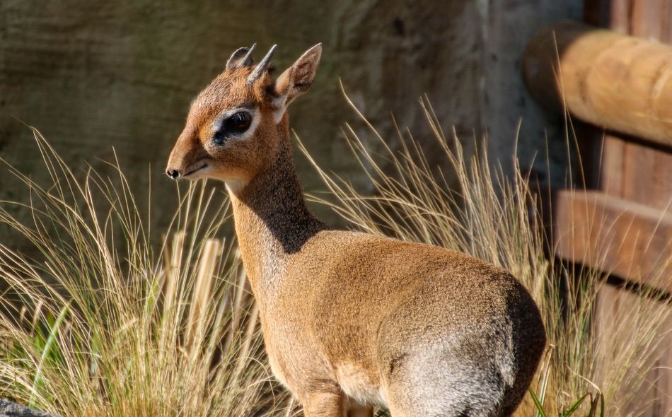 Ein Kirk-Dikdik, eine kleine Antilope mit kurzen Hörnern, steht im Gras und schaut.