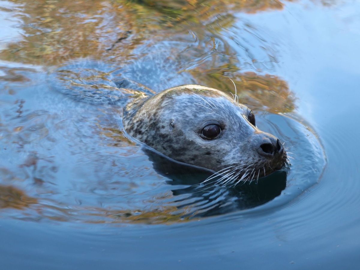 Ein Seehund schwimmt im Wasser.
