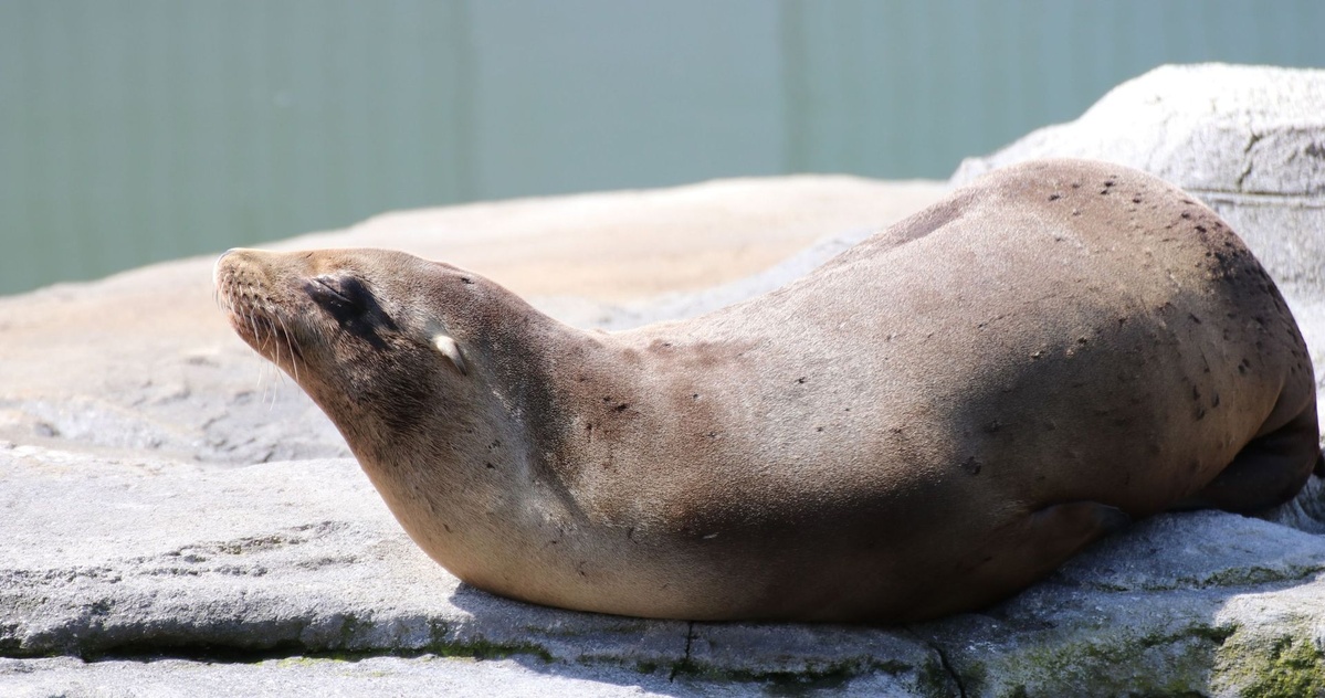 Ein Seelöwe liegt mit geschlossenen Augen auf dem Steinpodest.