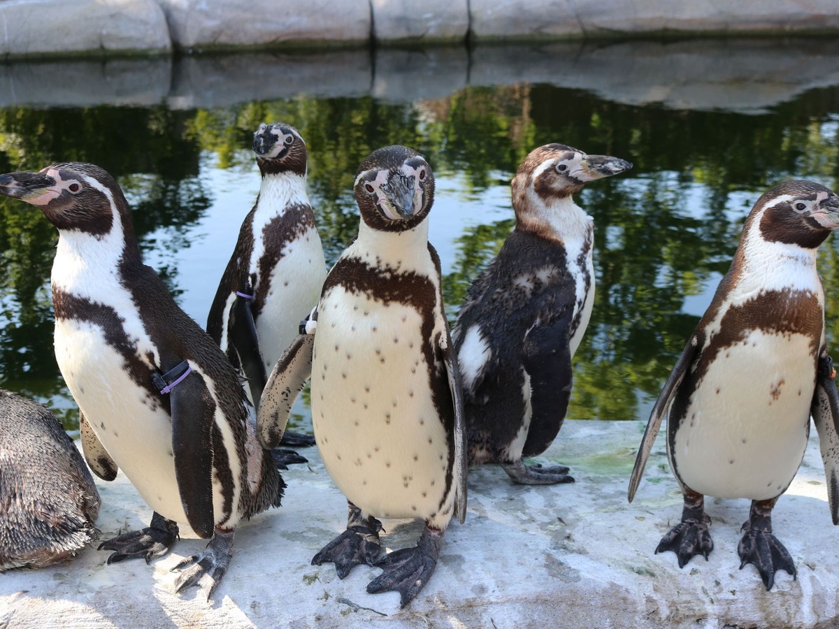 Fünf schwarz-weiße Pinguine stehen auf einem Steinvorsprung vor einem Becken.