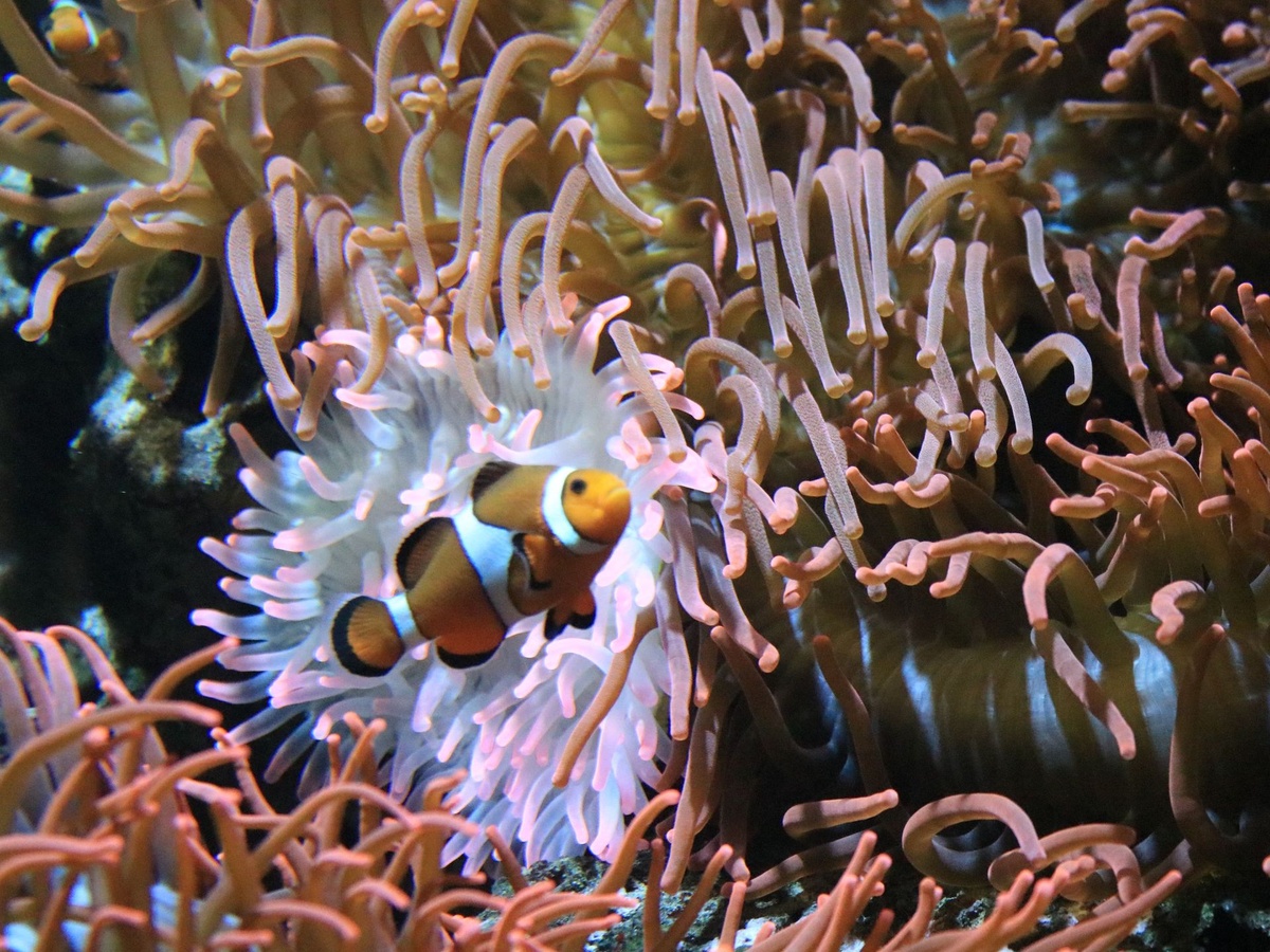 Ein Clownfisch schwimmt vor den Korallen.