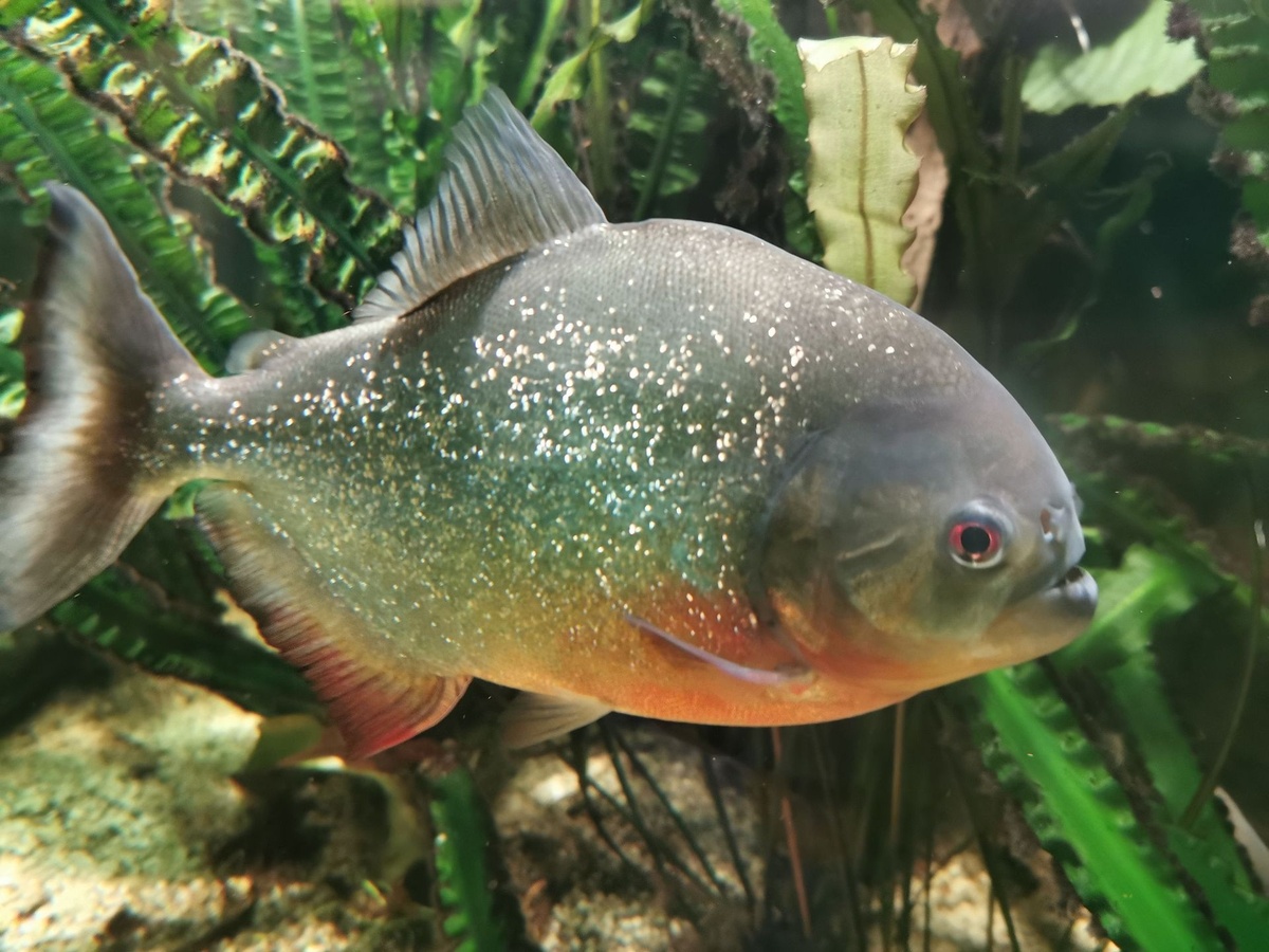 Der Prianha schwimmt im bepflanzten Aquarium.