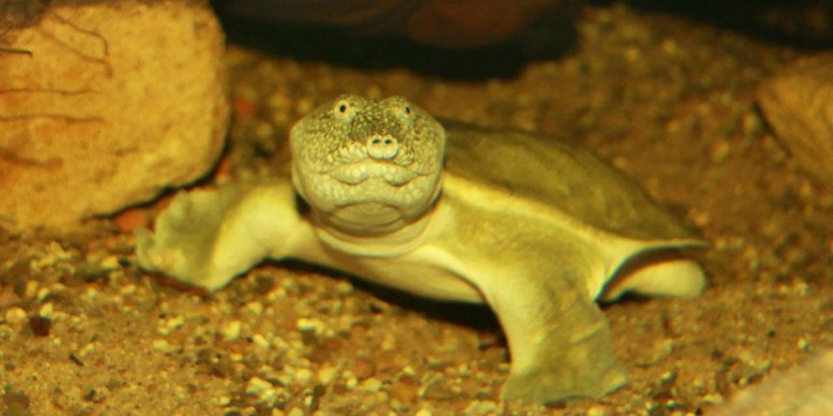 Die Weichschildkröte sitzt Unterwasser auf dem Sandboden.