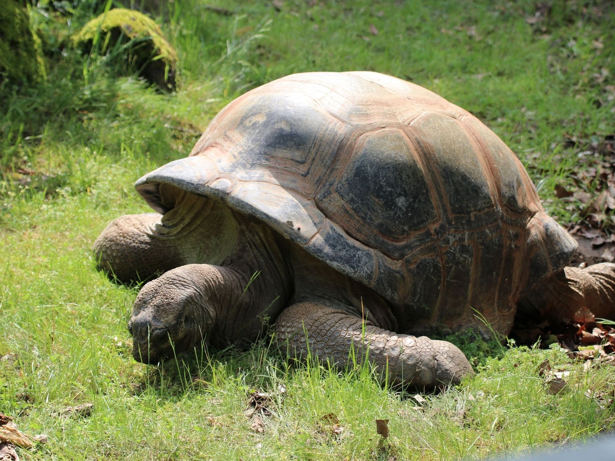 Die Riesenschildkröte läuft auf dem Rasen.