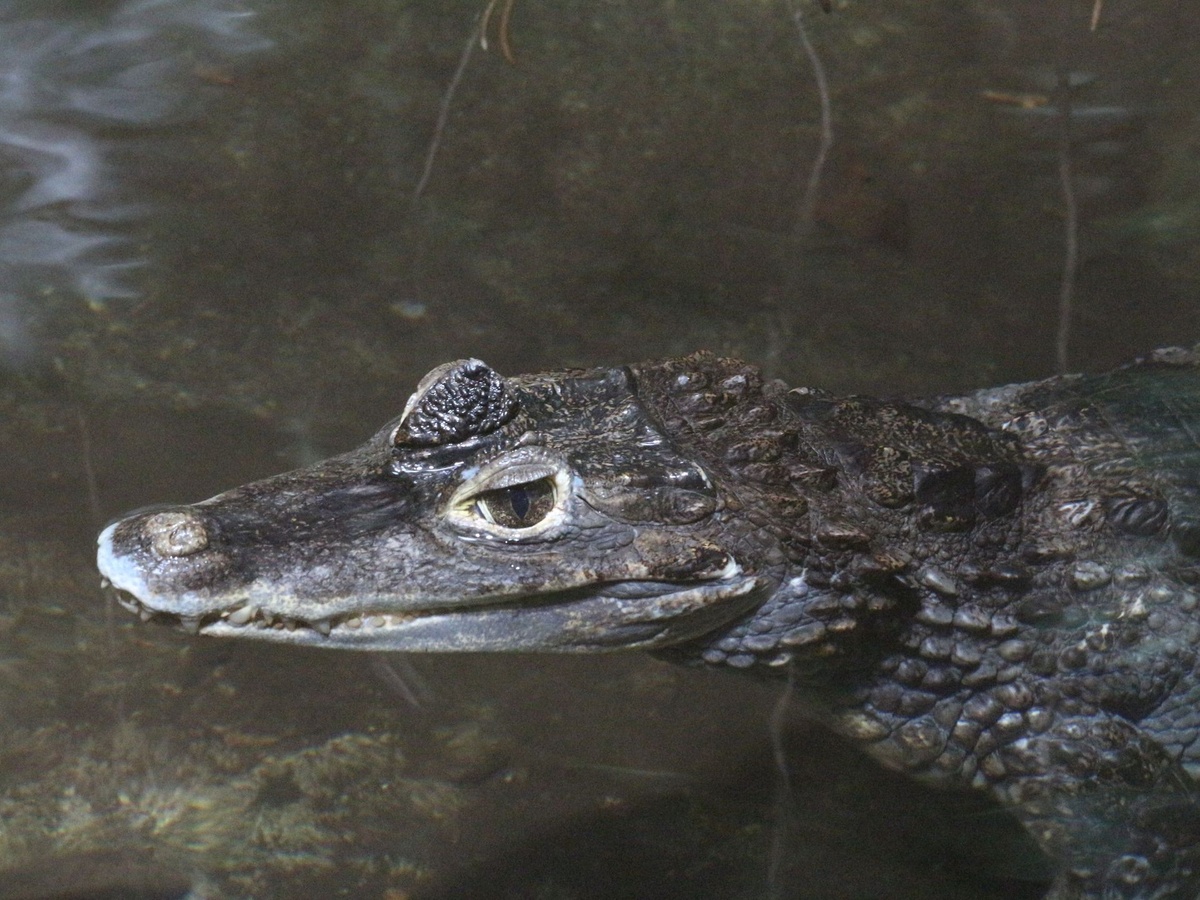 Der Brillenkaiman schwimmt im Wasser.