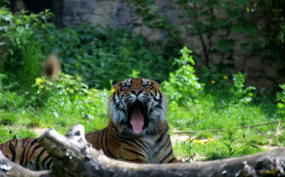 Ein Tiger liegt vor einem Baumstamm auf dem Gras. Sein Maul ist geöffnet.