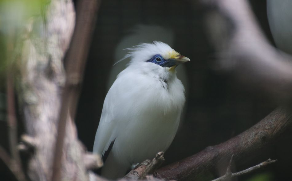 Ein Balistar, ein mittelgroßer Vogel, sitzt auf einem Ast. Sein Gefieder ist weiß.