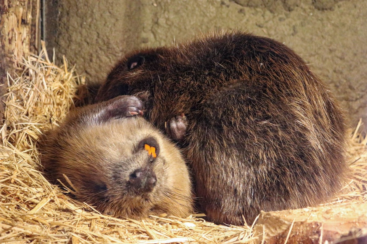 Zwei Biber kuscheln miteinander. Einer liegt auf dem Rücken mit sichtbaren Nagezähnen.
