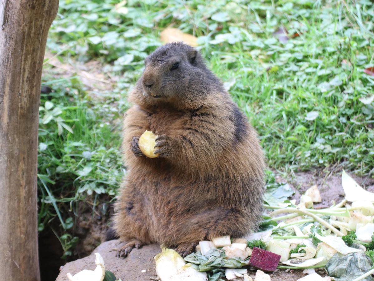 Murmeltier sitzt auf Gras und frisst ein Stück Gemüse, weitere Gemüsestücke davor.