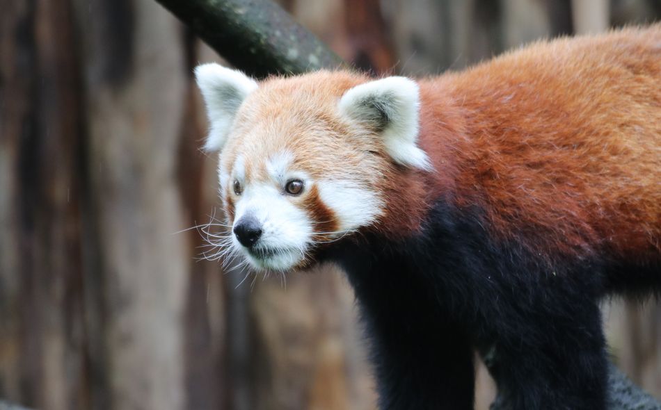 Roter Panda mit weißem Gesicht steht vor einem unscharfen, hölzernem Hintergund.