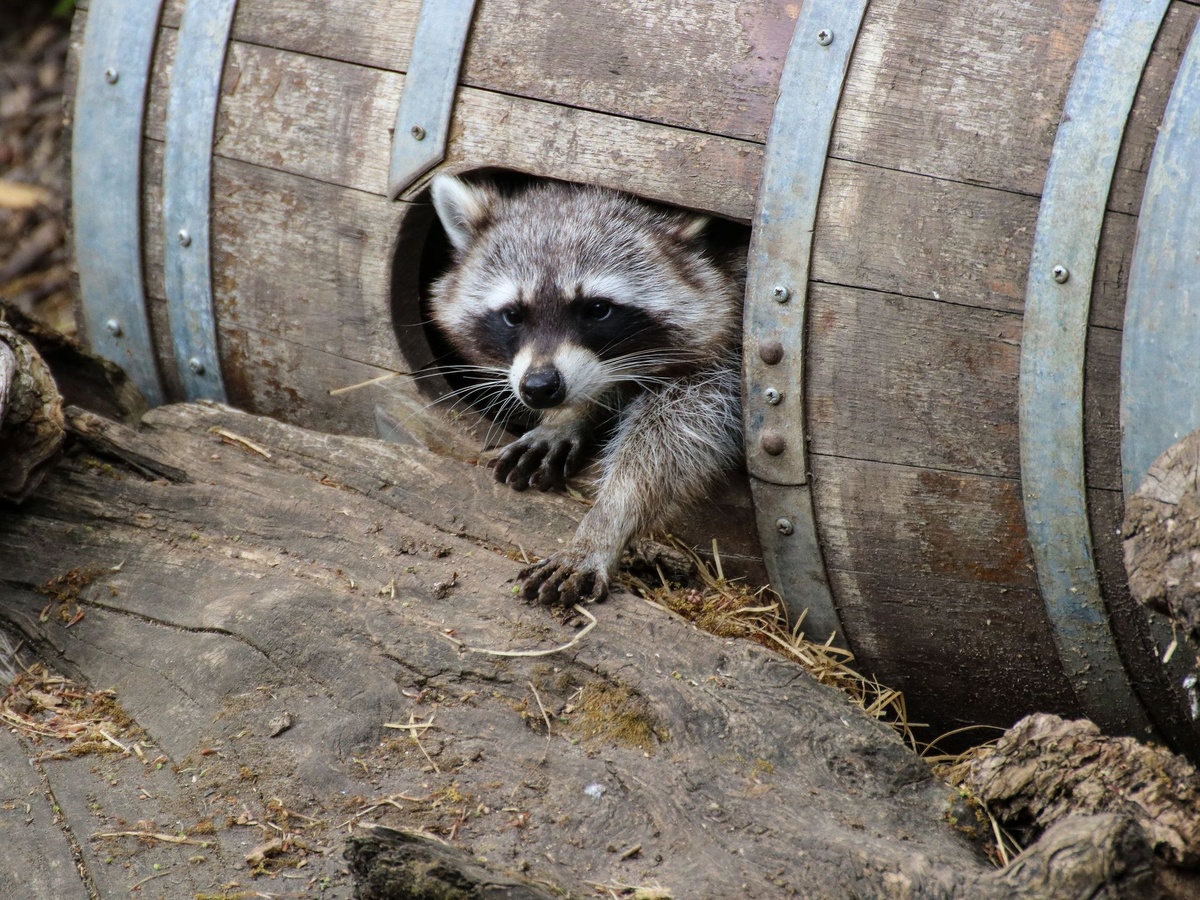 Waschbär schaut aus Loch in liegendem Holzfass, Pfoten auf Boden vor altem Stamm.