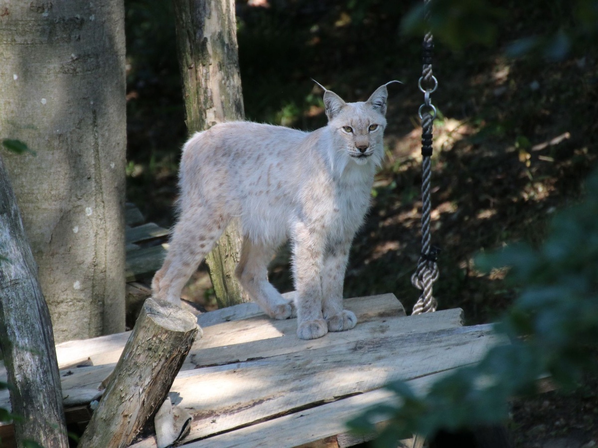Luchs steht auf Holzplattform im schattigen Gehege mit Bäumen und Seil.