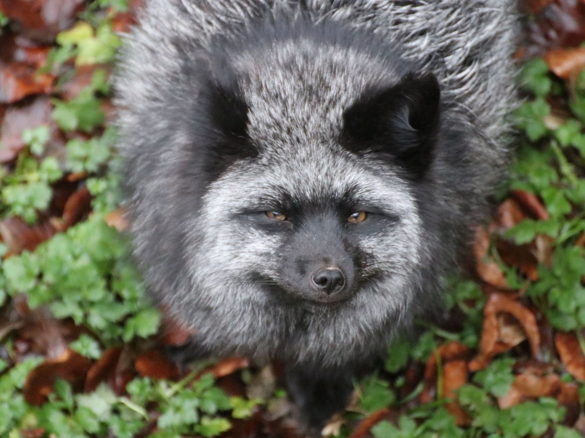 Silbergrauer Fuchs sitzt auf Laubboden und grüne Pflanzen um Ihn herum.