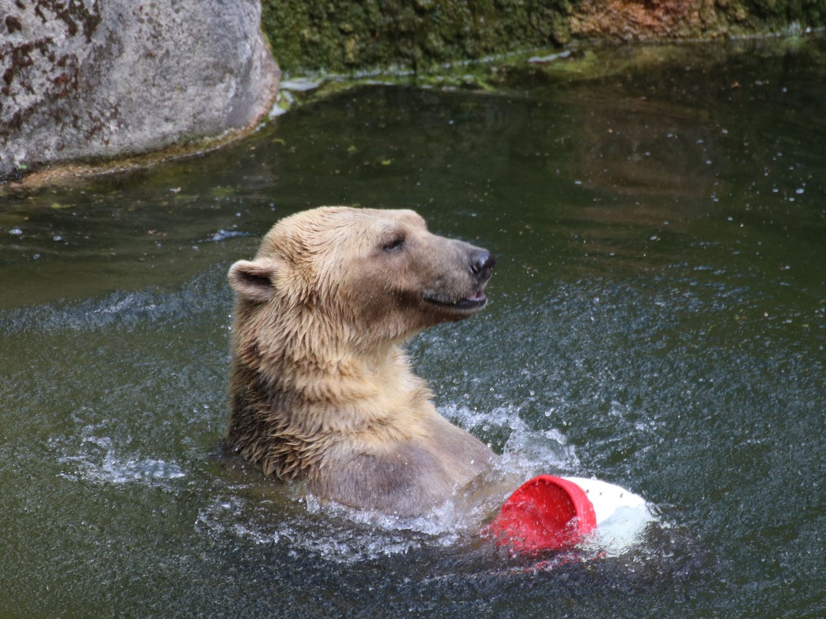 Hybridbär schwimmt im Wasser und spielt mit Boje.