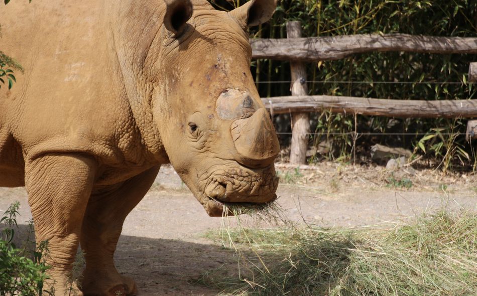 Ein Nashorn steht auf sandigem Boden und frisst Heu vor einem Holzzaun.