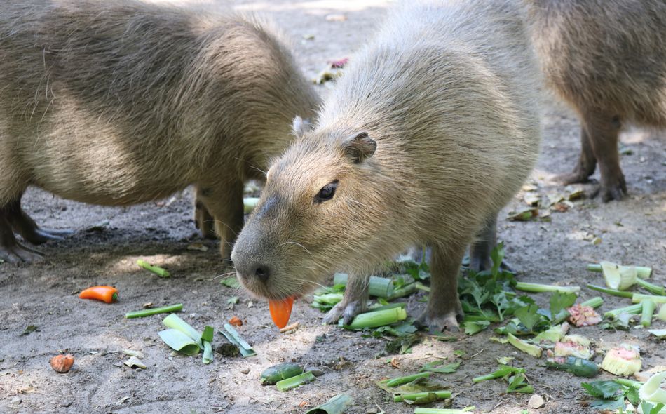Ein Wasserschwein frisst eine Paprika. Auf dem Boden liegt Lauch und Paprika.