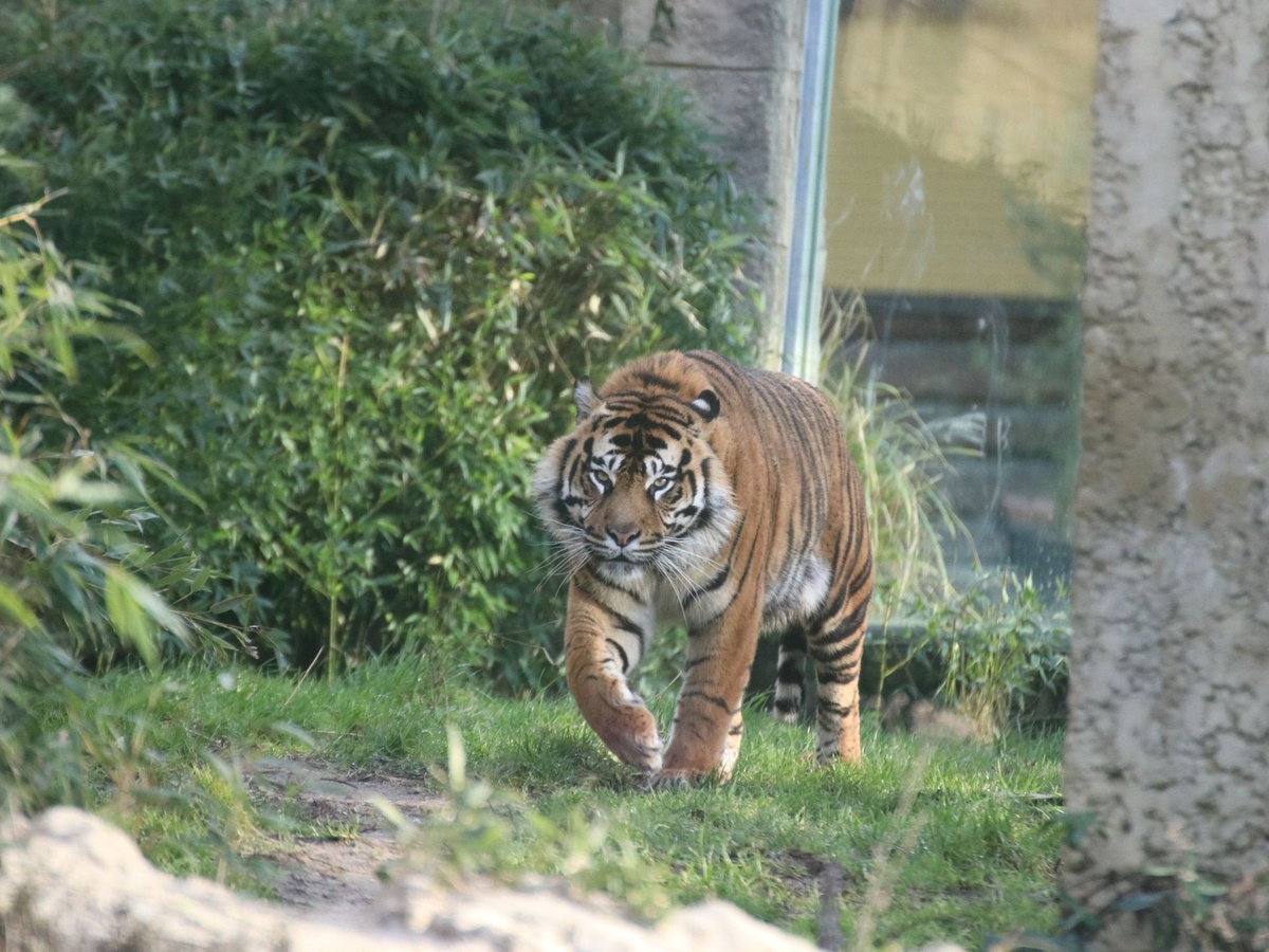 Ein Tiger läuft auf dem Grasboden in seinem Gehege.