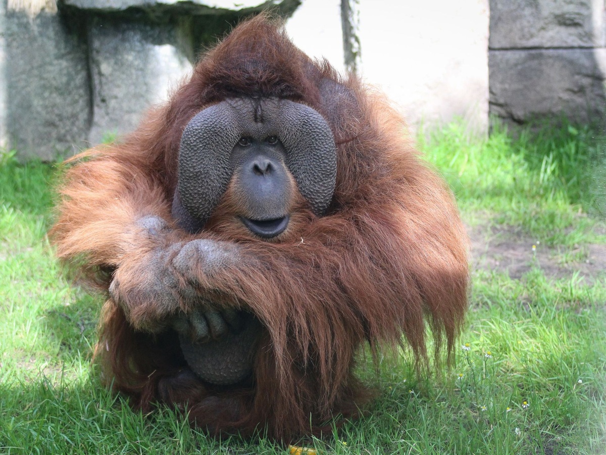 Ein Orang-Utan sitzt im Gras. Sein Mund ist ein bisschen offen. Er schaut nach vorne.