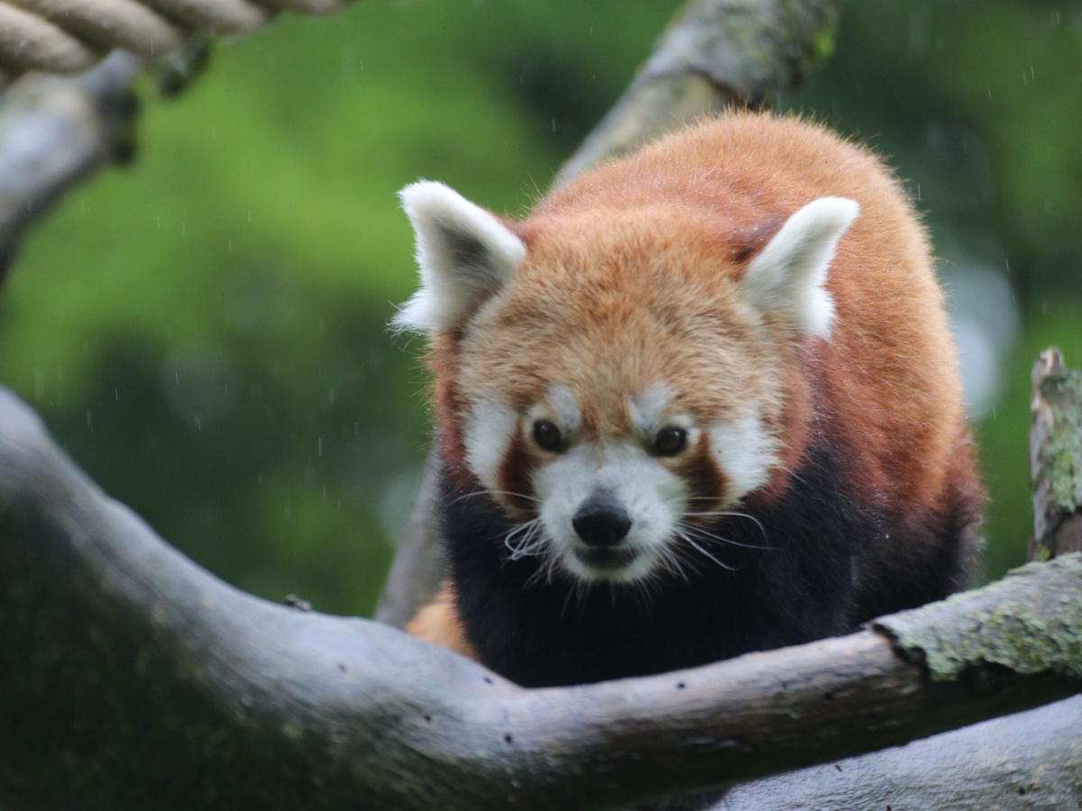 Der Rote Panda klettert auf einem Ast. Sein Blick ist nach vorne gerichtet.