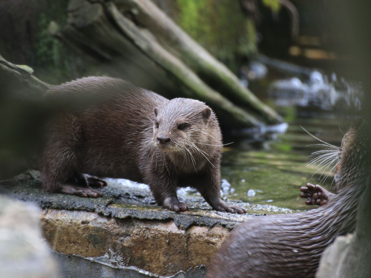 Ein Zwergotter steht auf der Steinkante vom Becken. Tropfen sind an seiner Nase.