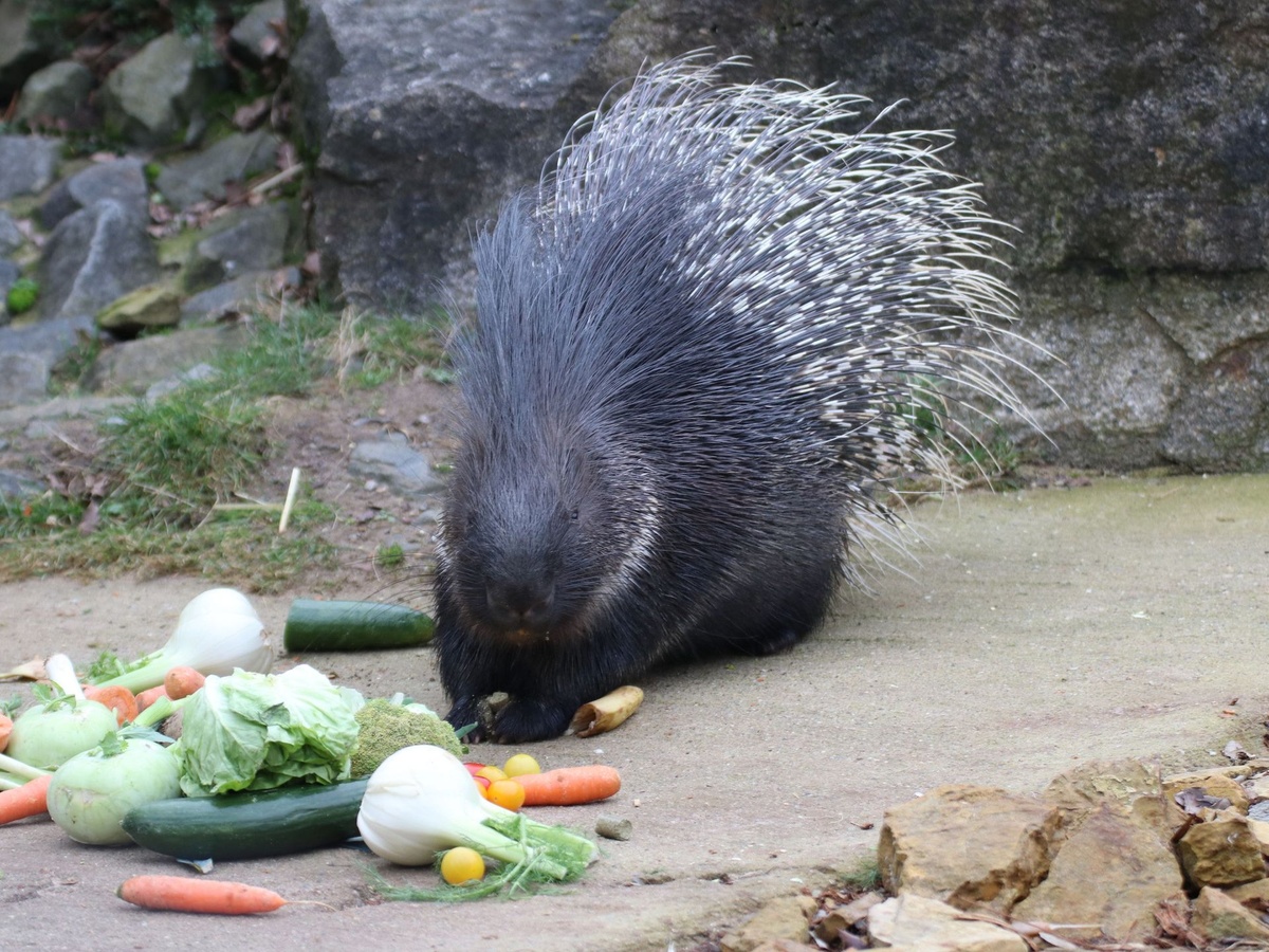 in Stachelschwein frisst verschiedene Gemüsesorten auf einem Steinboden.