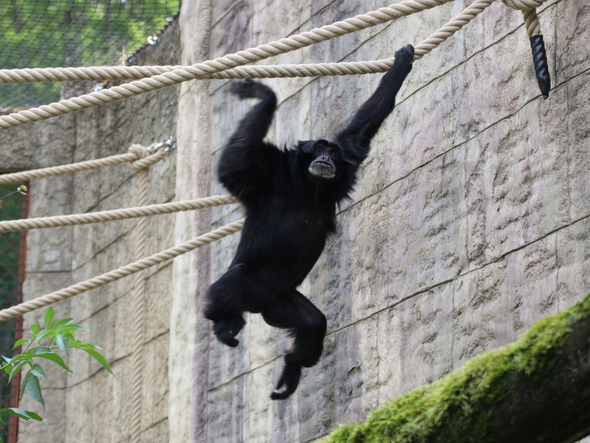 Ein Siamang schwingt sich im Gehege von Kletterseil zu Kletterseil.
