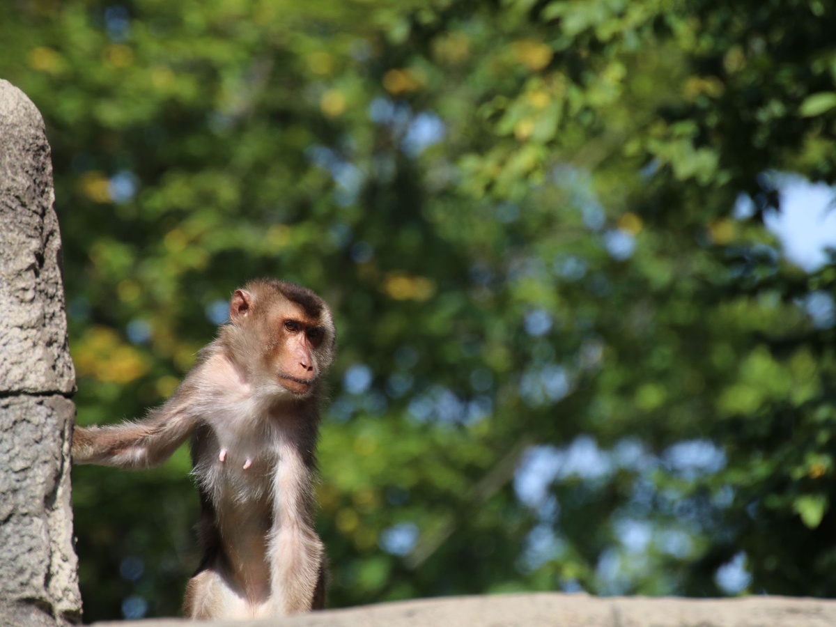 Ein Schweinsaffe steht auf der Steinmauer und hält sich an dem Vorsprung fest.