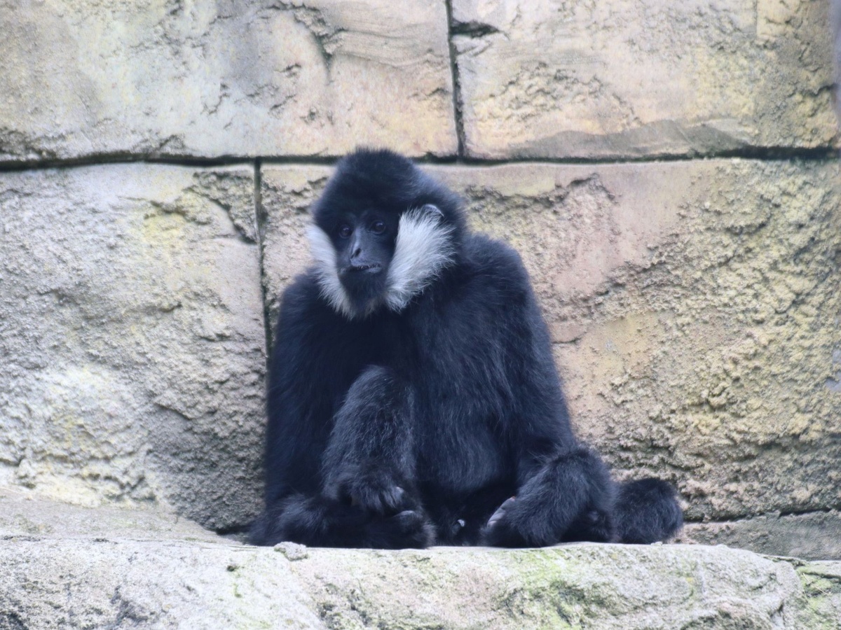 Ein Gibbon sitzt auf einer Plattform.