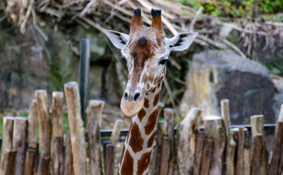 Giraffenkopf vor Holzzaun, natürlicher Hintergrund mit Steinen und Pflanzen.