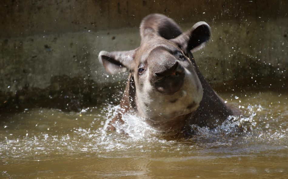 Tapir im Wasser beim Schütteln mit spritzenden Wassertröpfchen vor Betonwand.
