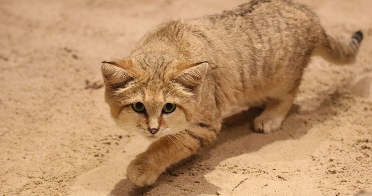 Sandkatze schleicht vorsichtig über sandigen Boden mit aufmerksamem Blick.