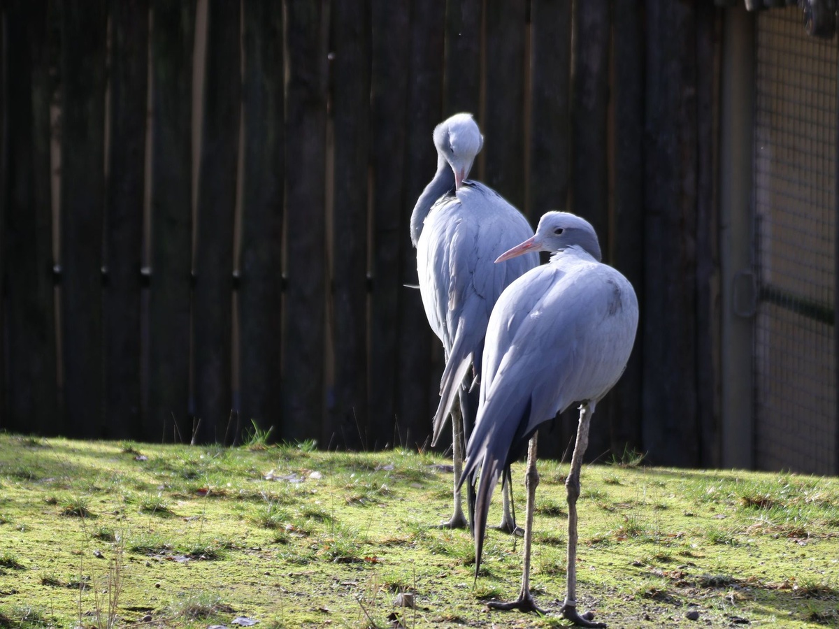 Zwei große weiße Vögel mit langen Beinen stehen auf grünem Gras vor Holzzäunen.