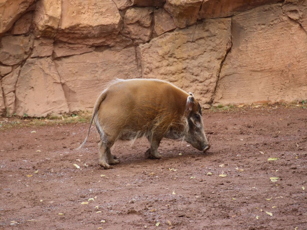 Pinselohrschwein mit borstigem Fell läuft vor felsiger Wand auf sandigem Boden.