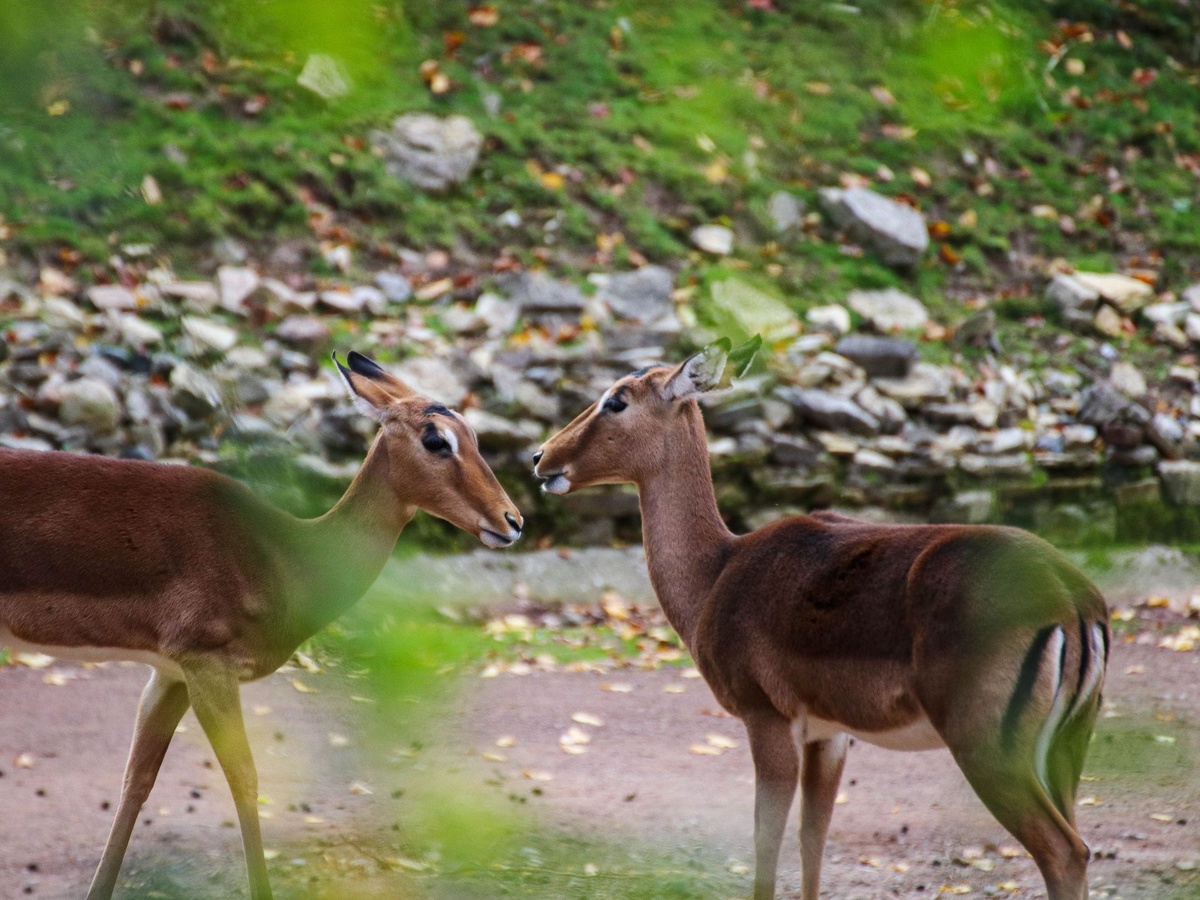 Zwei Impalas laufen dem Gelände mit Steinen, sandigem Boden und Blättern.