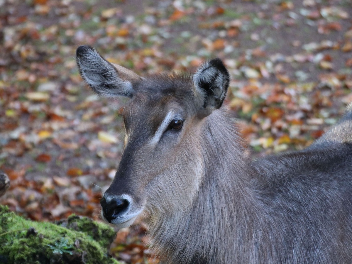 Graubrauner Wasserbock steht auf einem herbstlichem Laubboden.