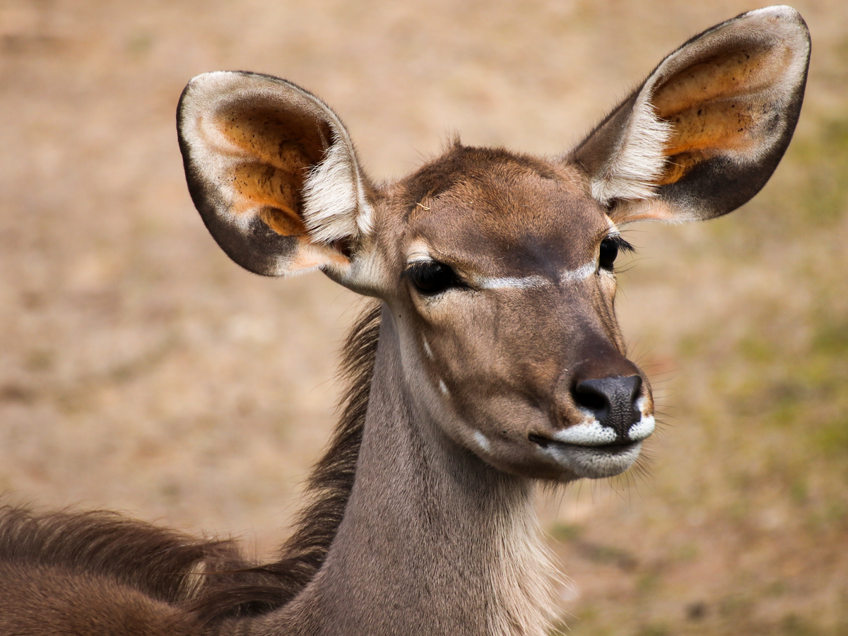Nahaufnahme eines Kudus mit großen Ohren.