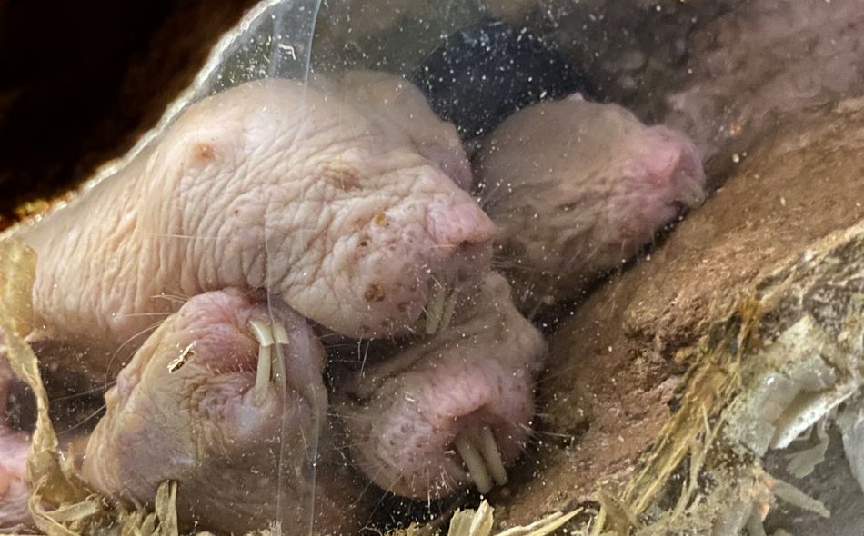 Ein Nacktmull liegt im Bau. Seine Augen sind zu. Es hebt den Kopf leicht nach oben.