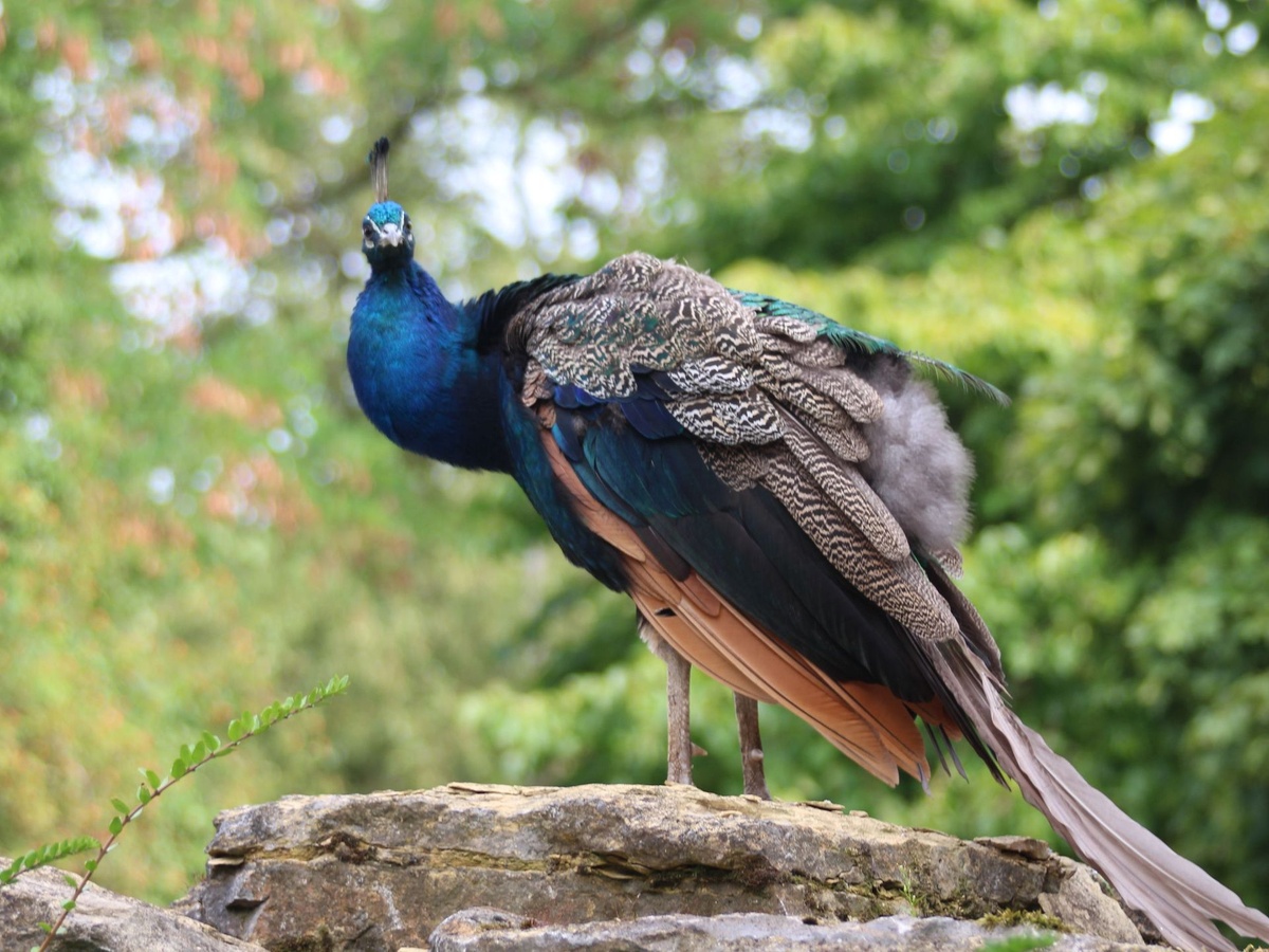 Ein Pfau steht auf einem Stein. Sein buntes Gefieder glänzt in der Sonne.