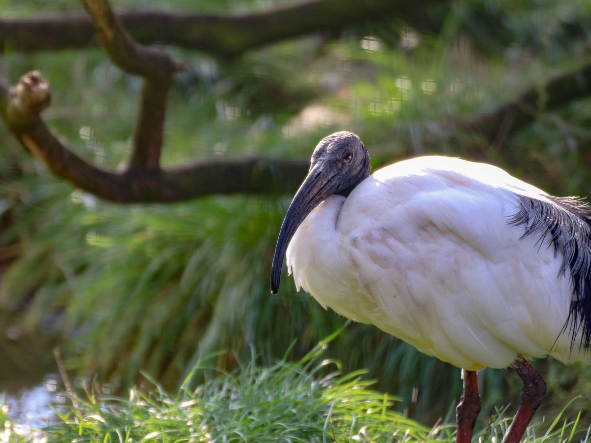 Ein schwarz-weißer Ibis mit gebogenem Schnabel steht auf einer grünen Wiese.