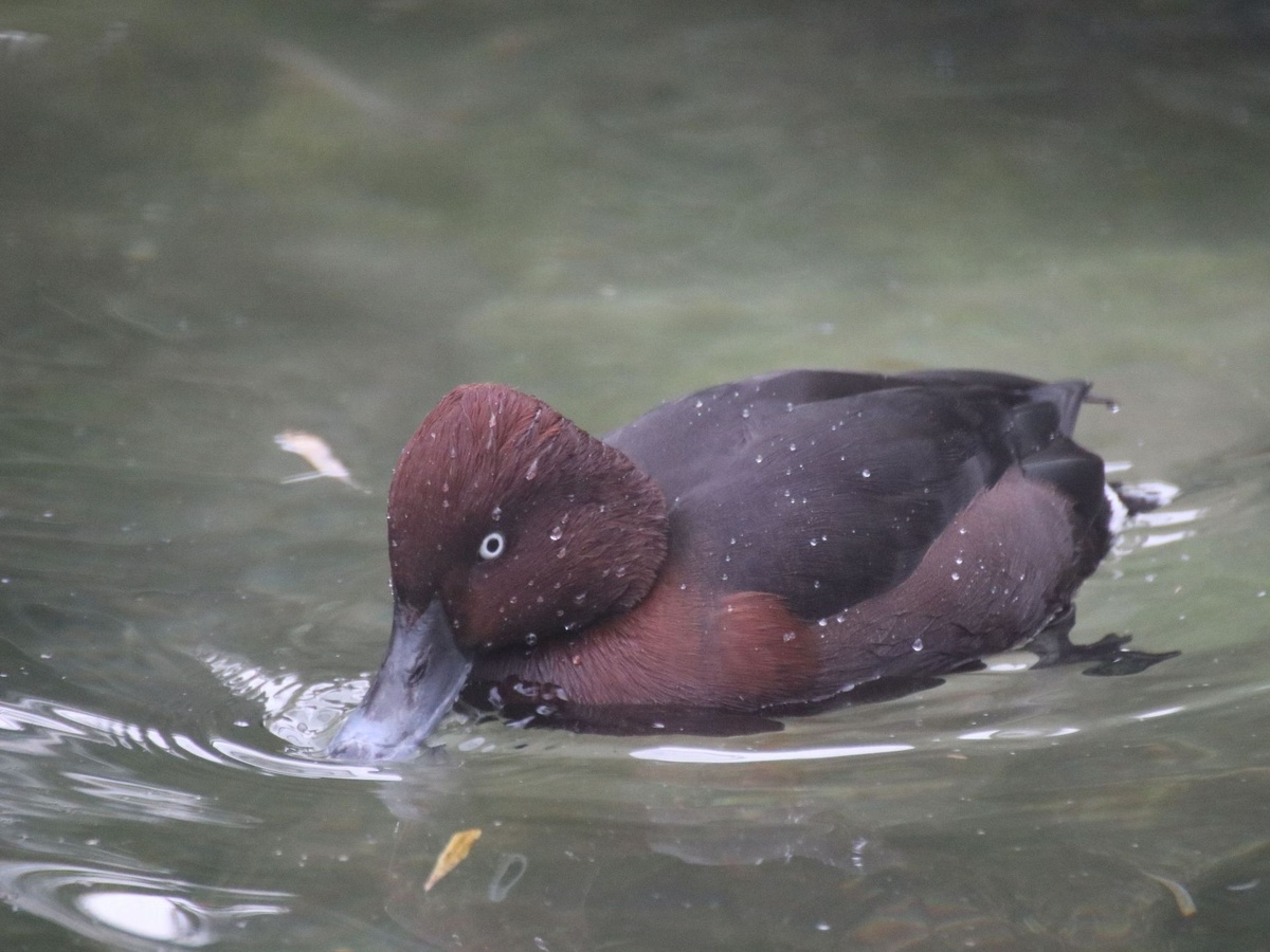 Die Moorente schwimmt mit dem Schnabel im Wasser. Wassertropfen bedecken sie.
