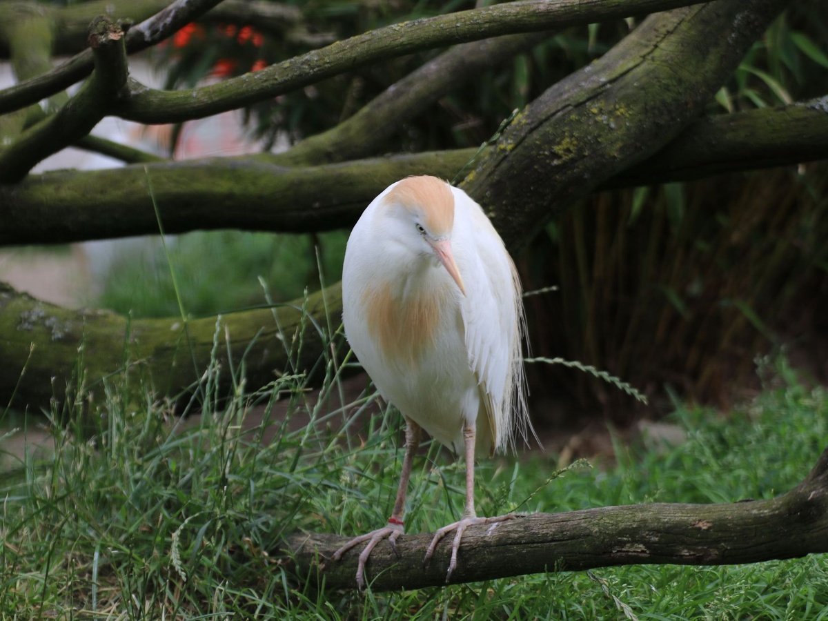 Ein weißer Kuhreiher mit orangem Schnabel steht auf einem Ast vor grünem Gras.