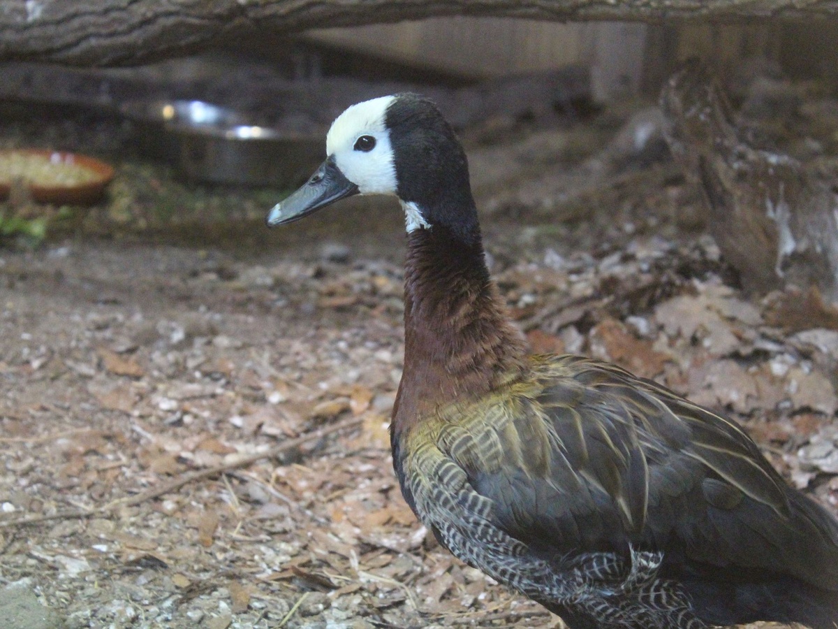 Eine Gans mit dunklem Gefieder und weißem Kopf steht auf dem Waldboden.