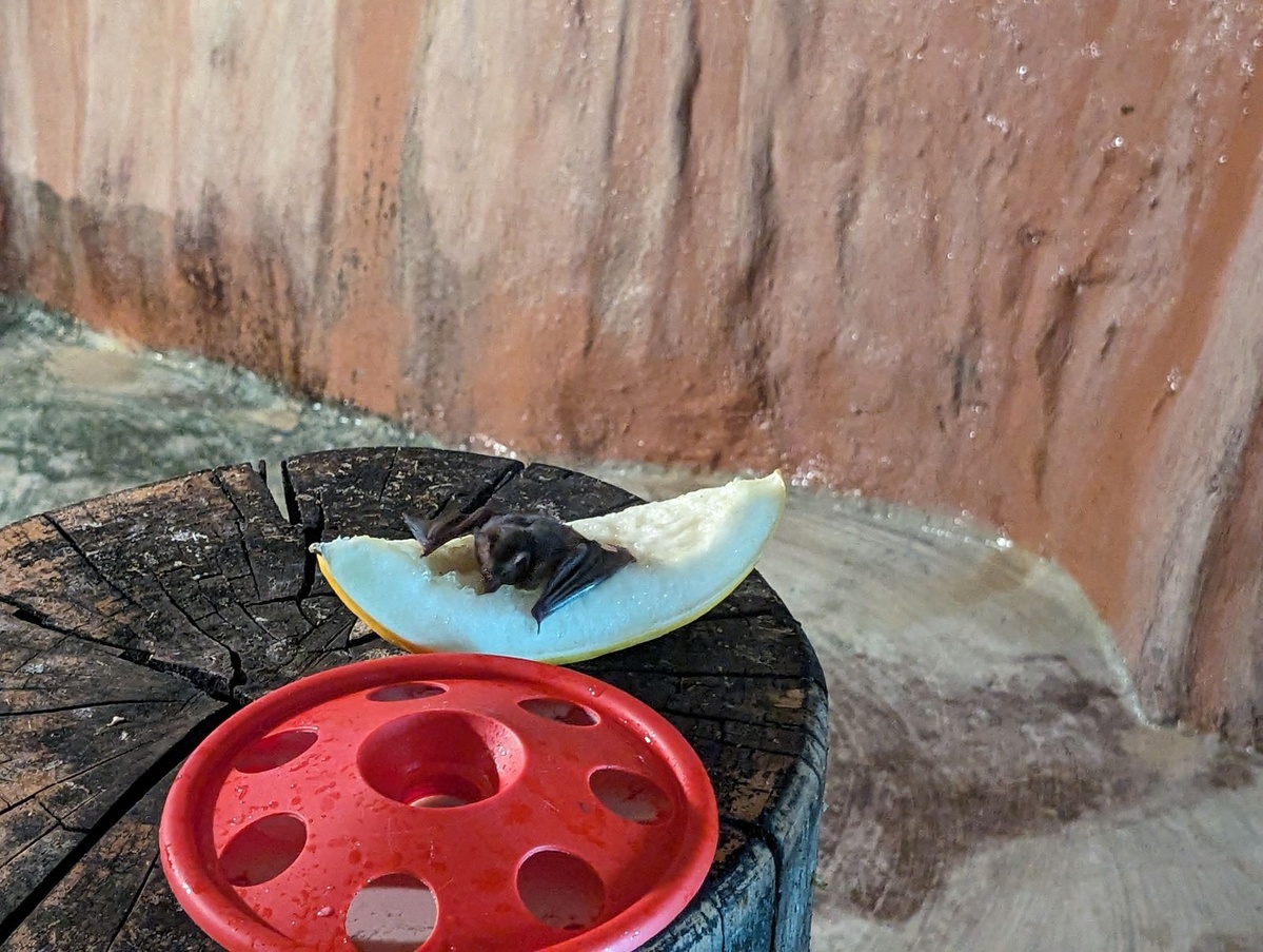 Eine Fledermaus sitzt auf einer Honigmelone, die auf einem Baumstumpf liegt.