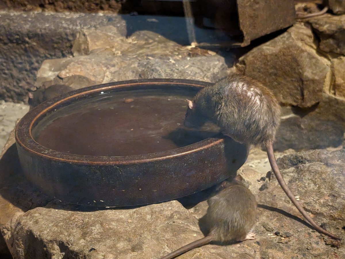 Eine Ratte trinkt aus der Schale. Eine zweite sitzt auf steinigem Untergrund.